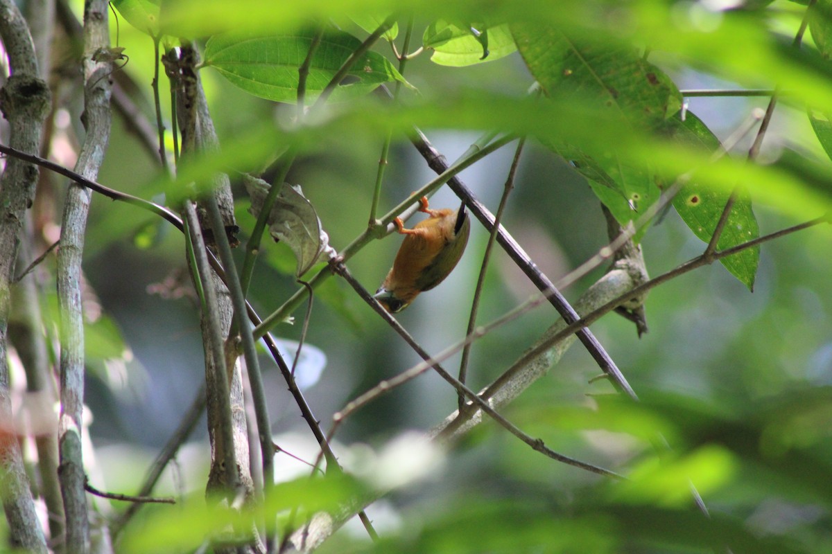 White-browed Piculet - ML616774515