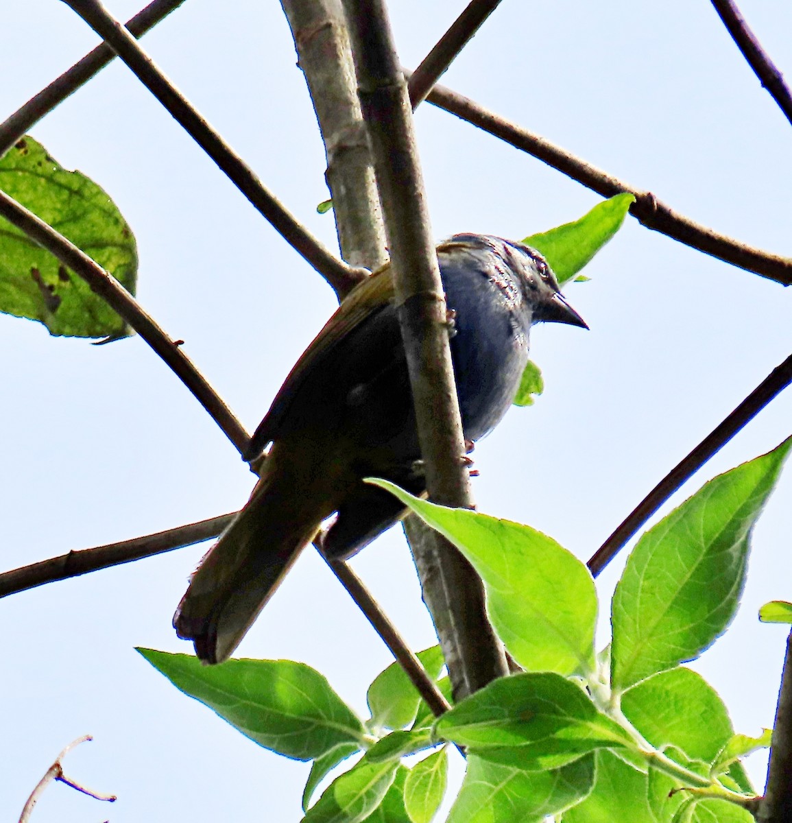 Blue-capped Tanager - ML616774549