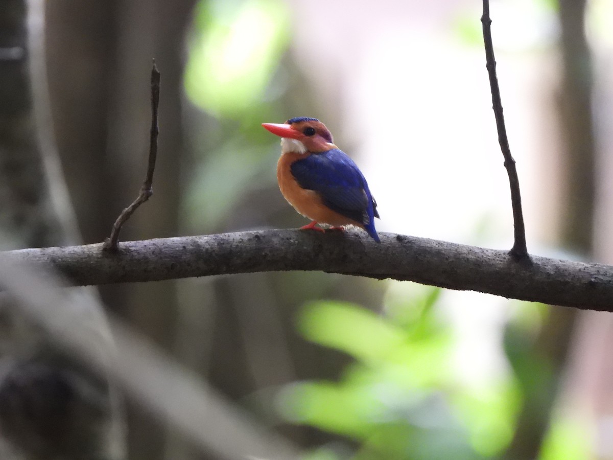African Pygmy Kingfisher (Southern) - ML616774869