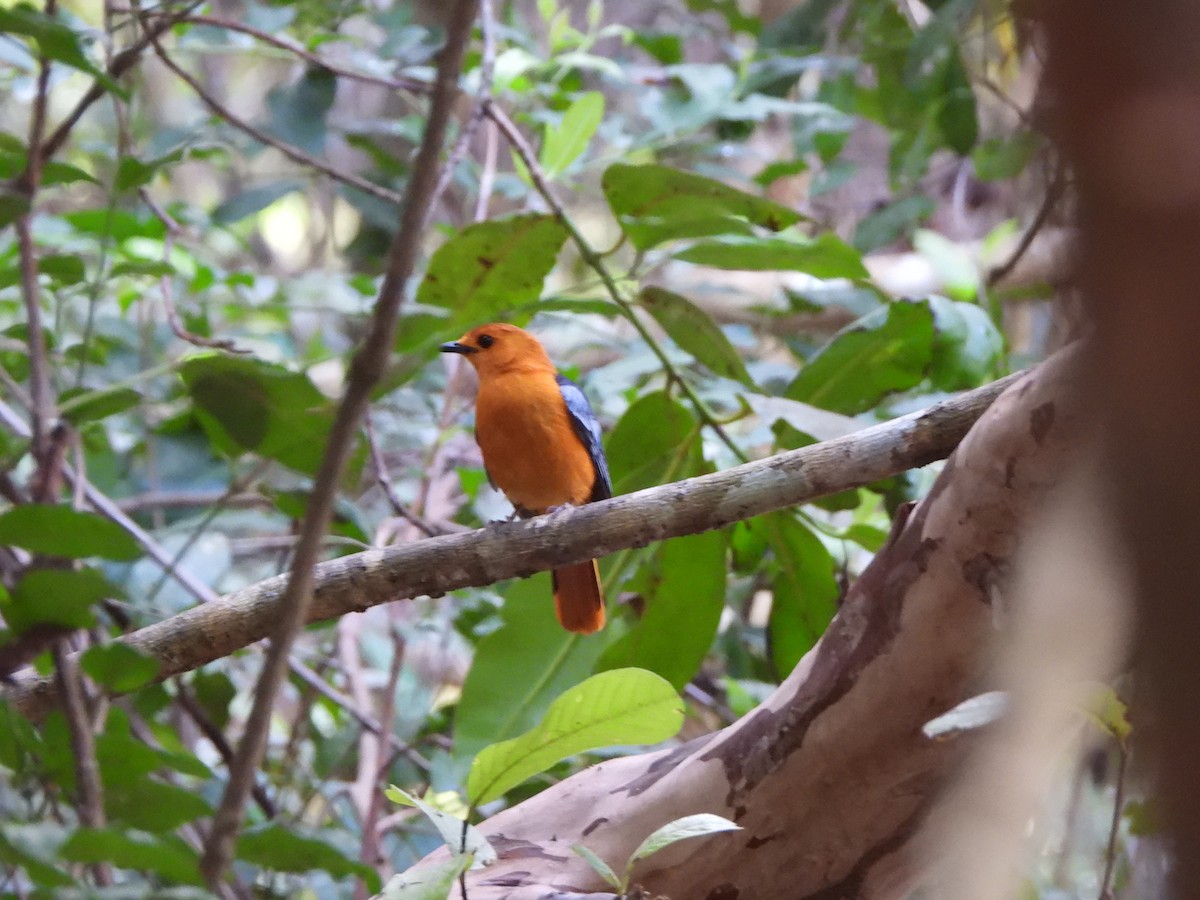 Red-capped Robin-Chat - ML616774922