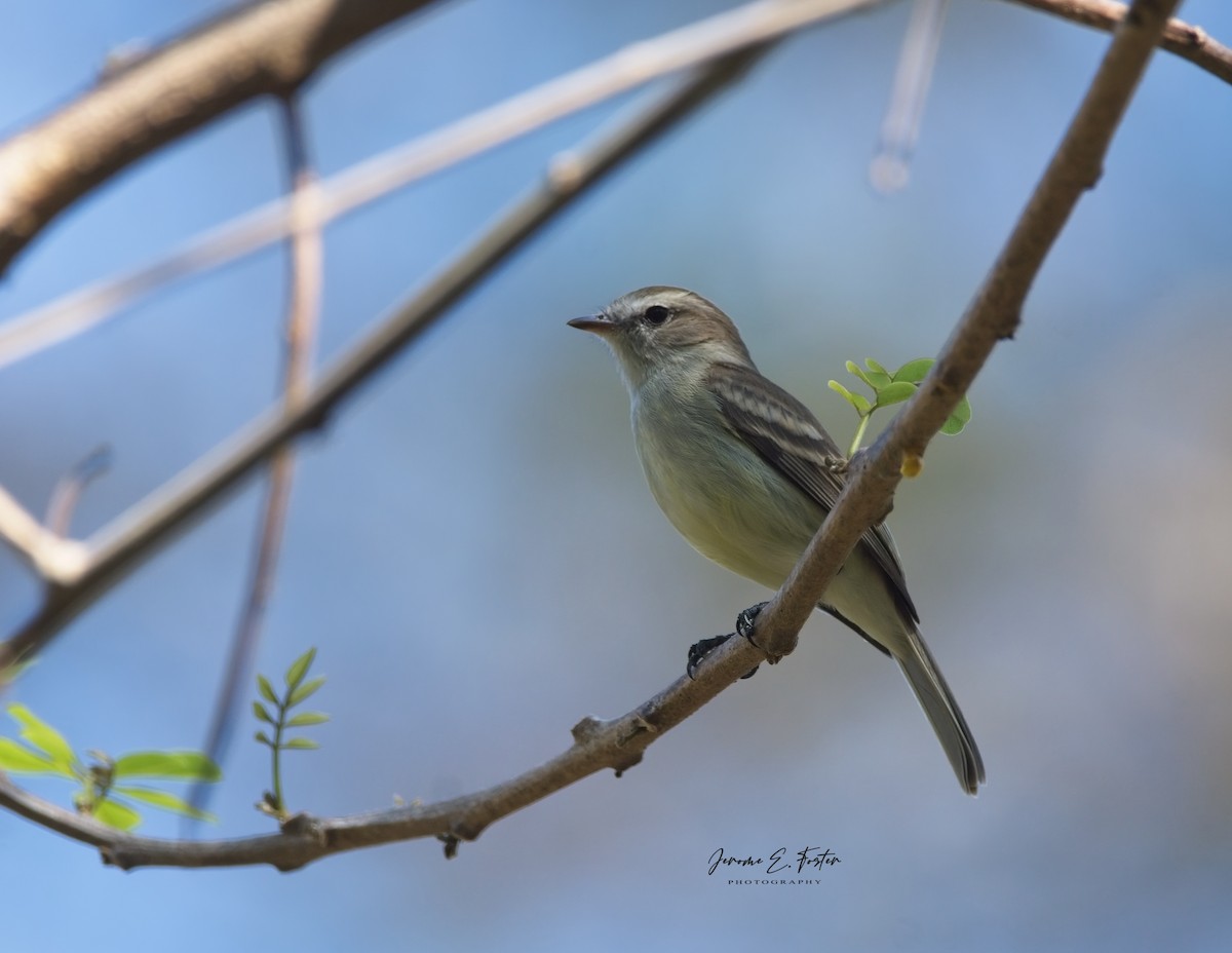 Northern Mouse-colored Tyrannulet - Jerome Foster