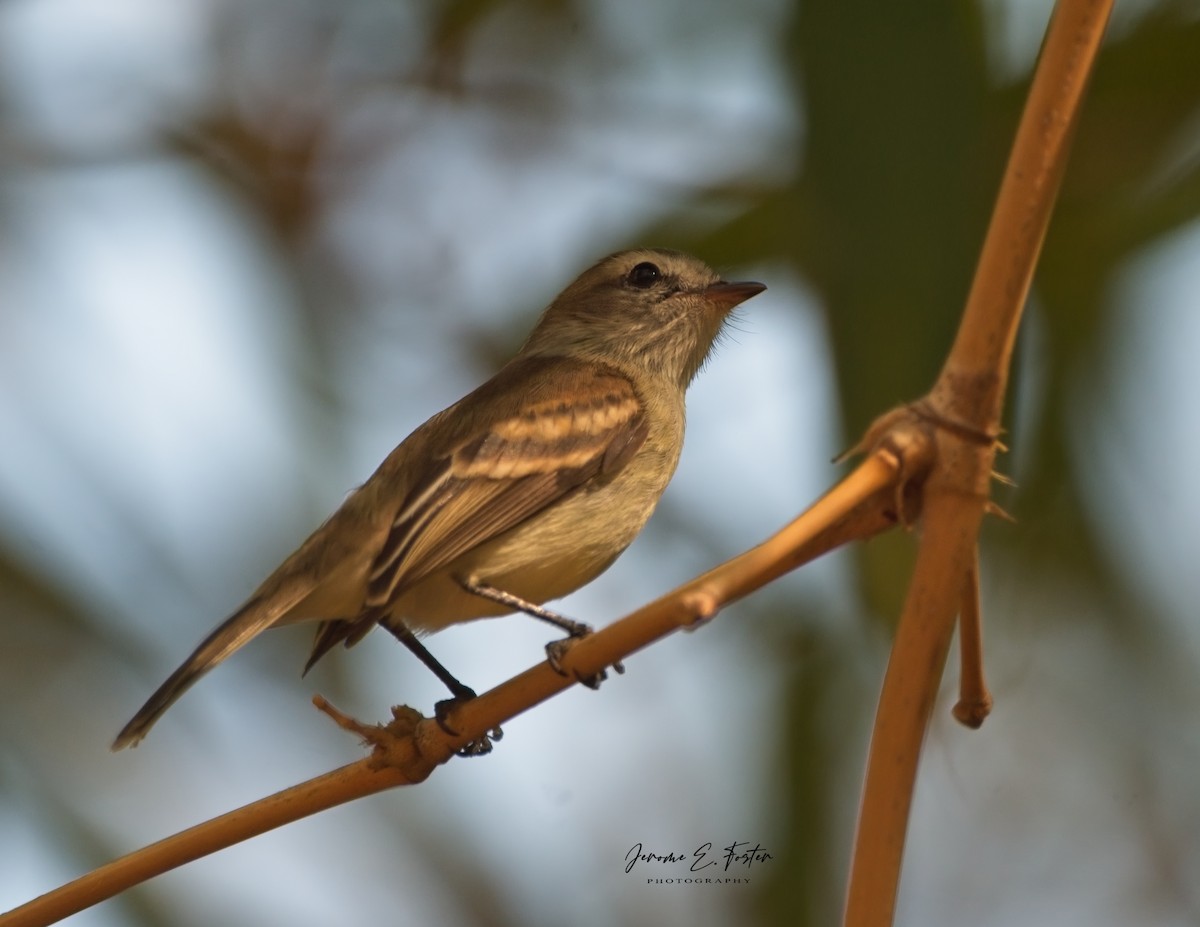 Northern Mouse-colored Tyrannulet - ML616774946