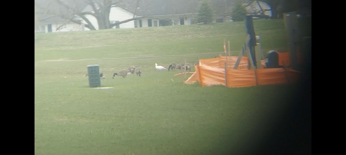 eBird Checklist 1 Apr 2024 Hill Farm retention ponds, Elliott Road