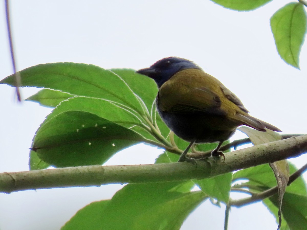 Blue-capped Tanager - ML616775053
