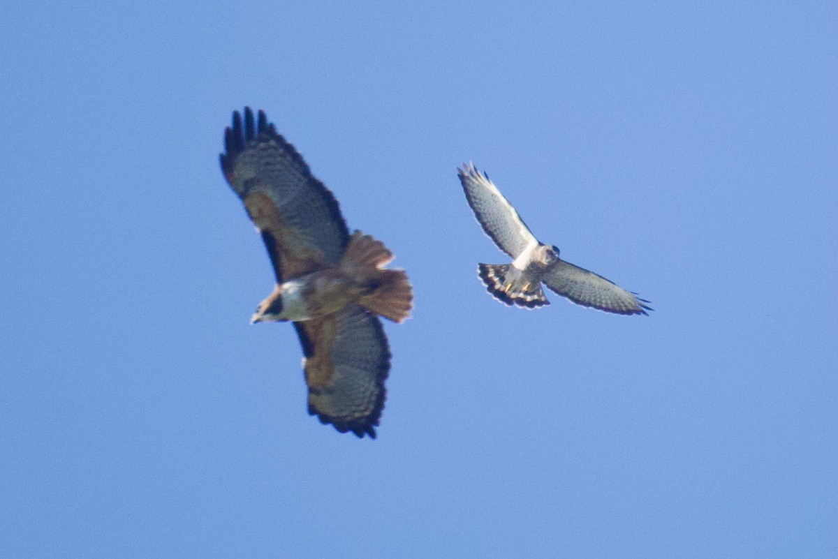 Red-tailed Hawk (costaricensis) - ML616775057