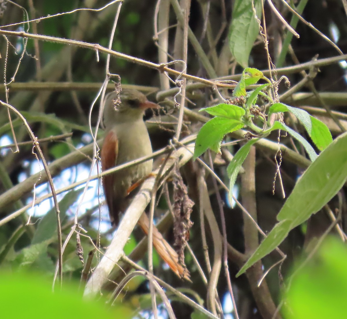 Crested Spinetail - ML616775160
