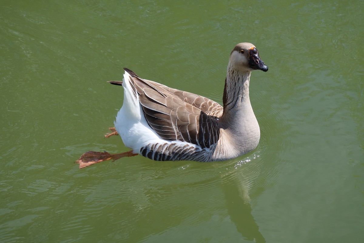 Swan Goose (Domestic type) - ML616775219