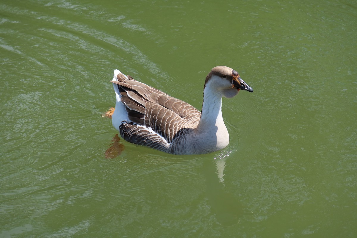 Swan Goose (Domestic type) - ML616775220