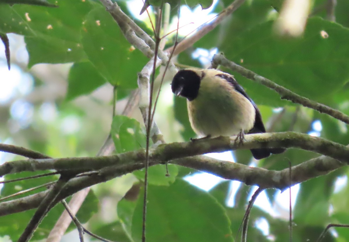 Black-headed Tanager - ML616775260
