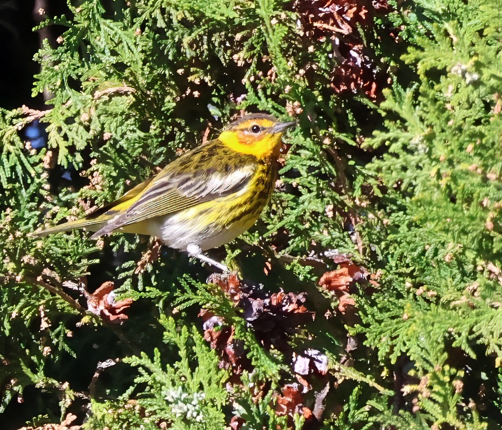 Cape May Warbler - ML616775261