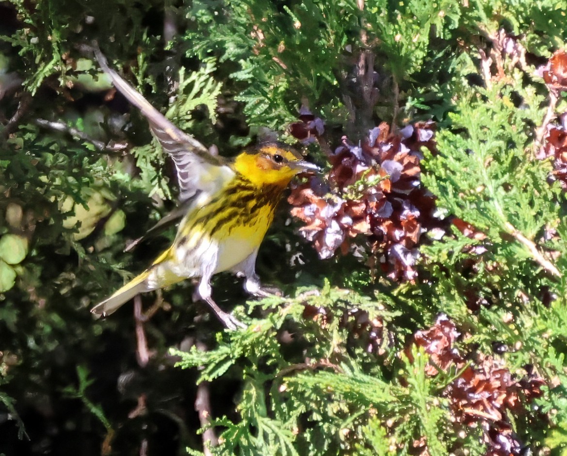 Cape May Warbler - ML616775268