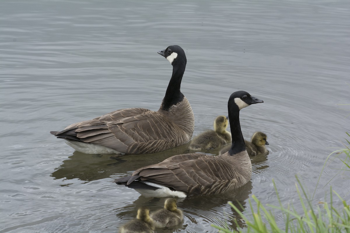 Canada Goose (canadensis Group) - Annette McClellan