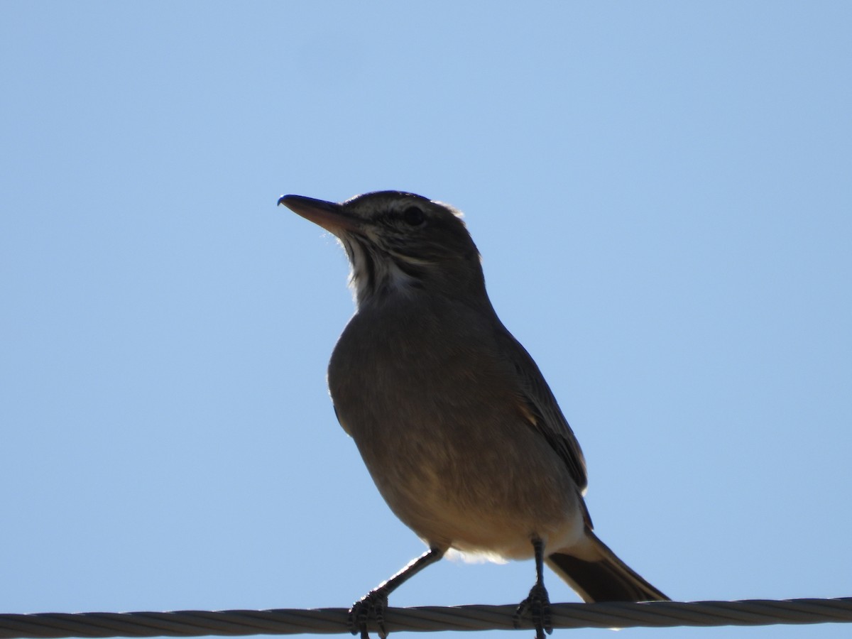 Gray-bellied Shrike-Tyrant - Más Aves