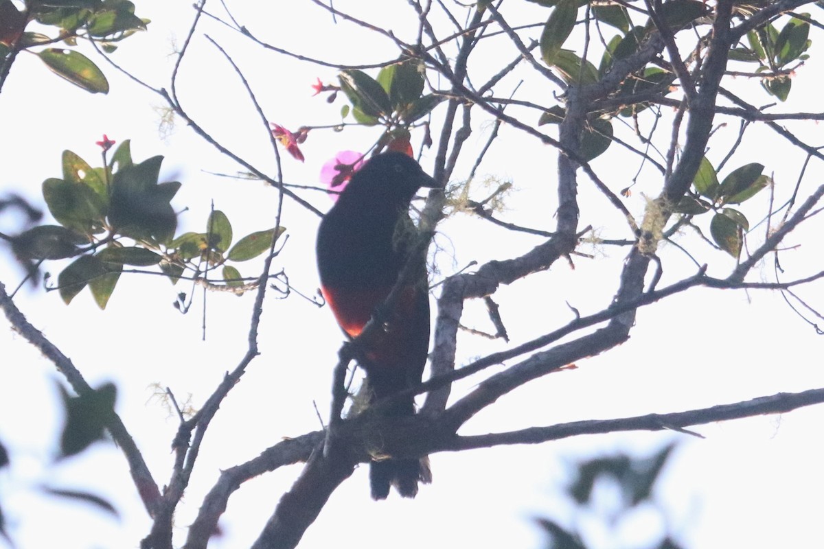 Red-bellied Grackle - ML616775385