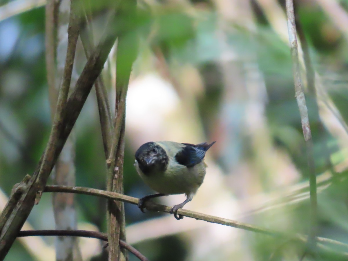 Black-headed Tanager - ML616775394