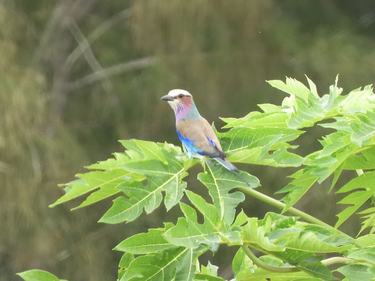Lilac-breasted Roller - ML616775403
