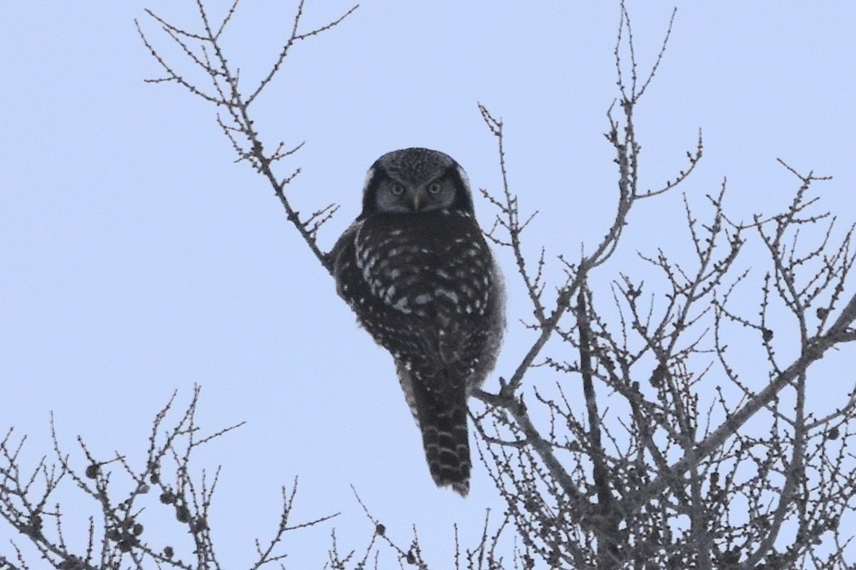 Northern Hawk Owl - ML616775440