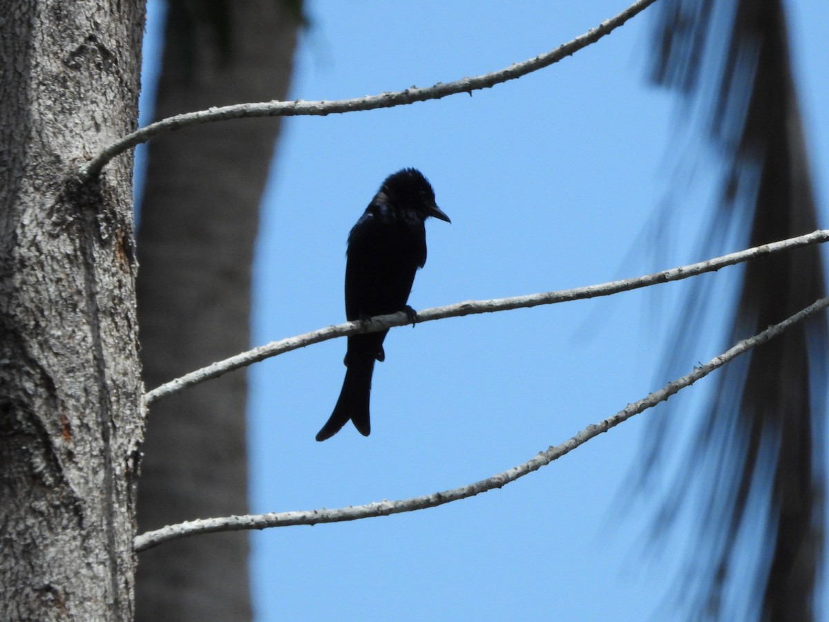 Fork-tailed Drongo - ML616775510