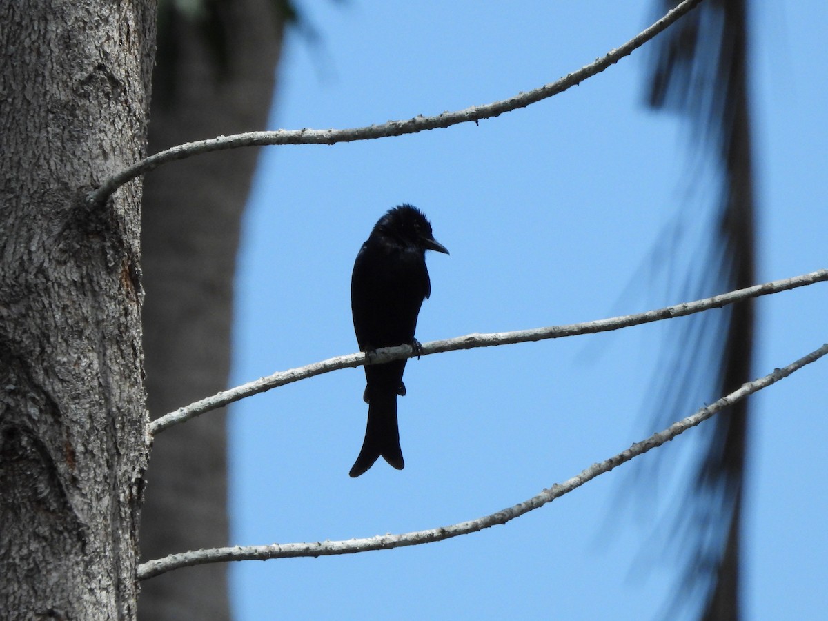 Fork-tailed Drongo - ML616775511