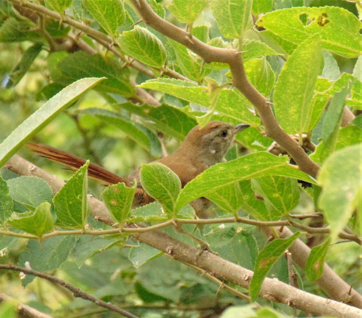 Sooty-fronted Spinetail - ML616775512