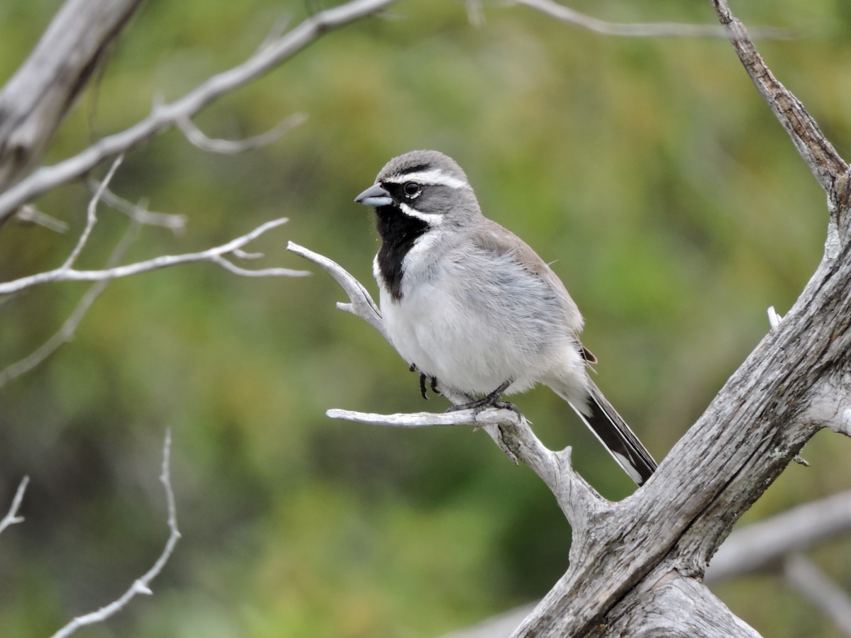 Black-throated Sparrow - ML616775518