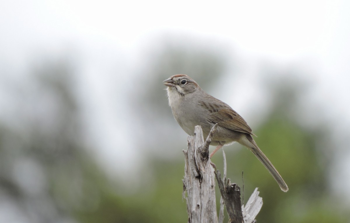 Rufous-crowned Sparrow - ML616775595