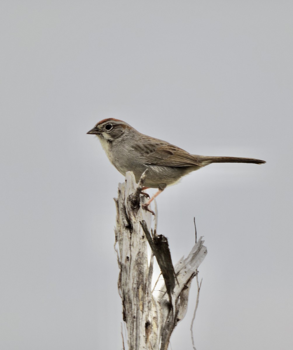 Rufous-crowned Sparrow - ML616775596