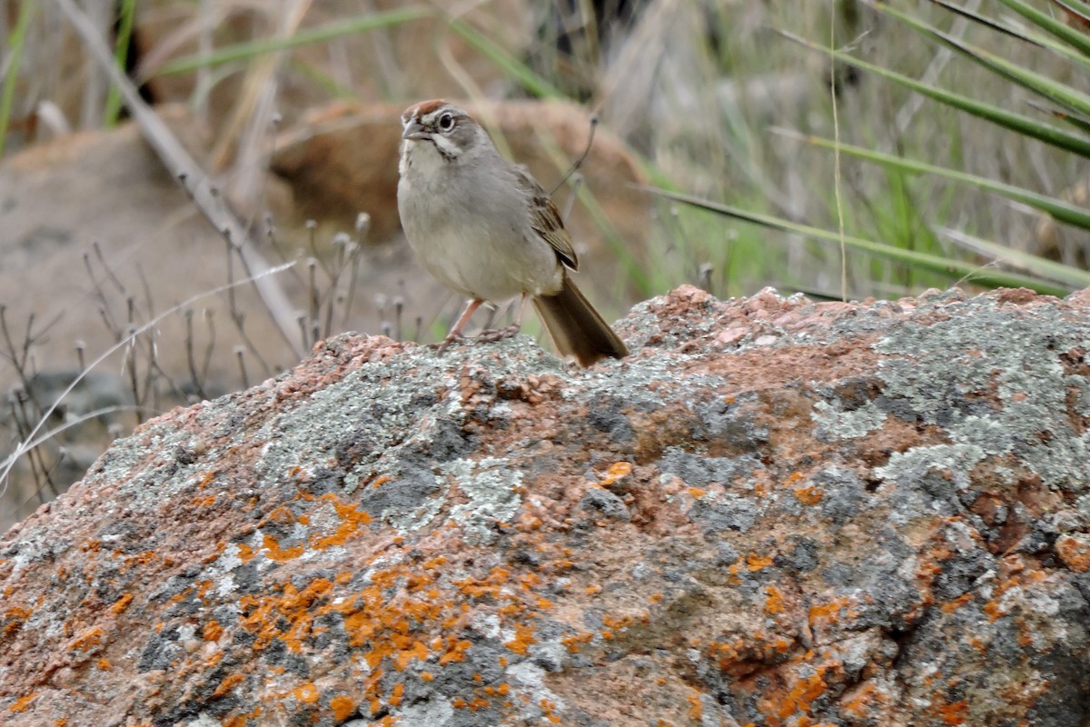 Rufous-crowned Sparrow - ML616775599