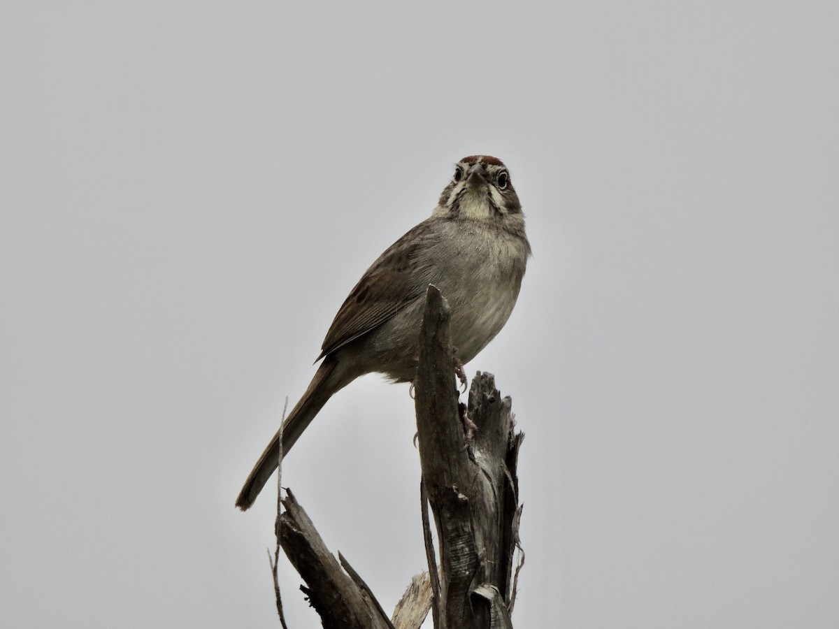 Rufous-crowned Sparrow - ML616775600