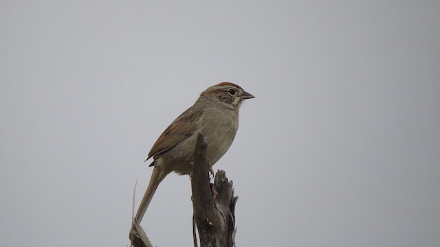 Rufous-crowned Sparrow - ML616775618