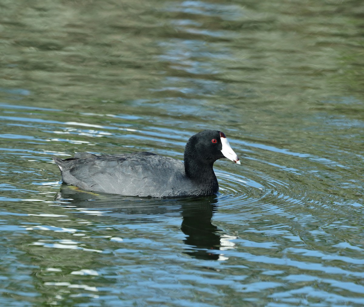 American Coot (Red-shielded) - ML616775673