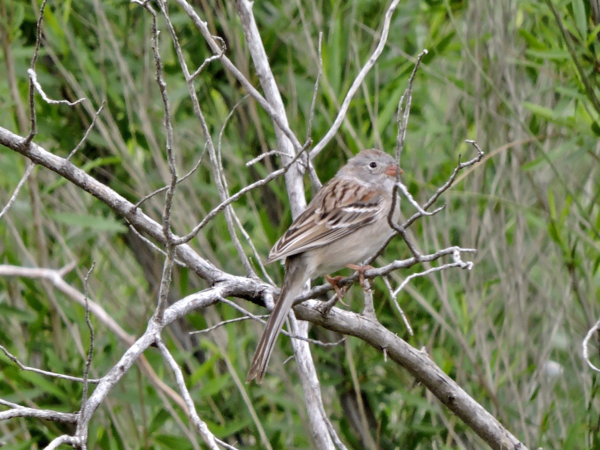 Field Sparrow - ML616775697