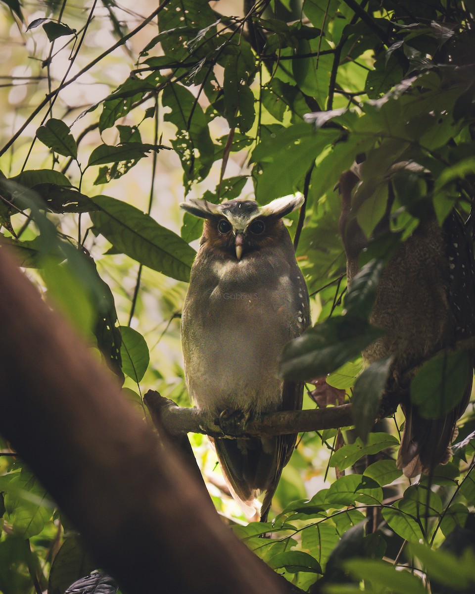 Crested Owl - ML616775792