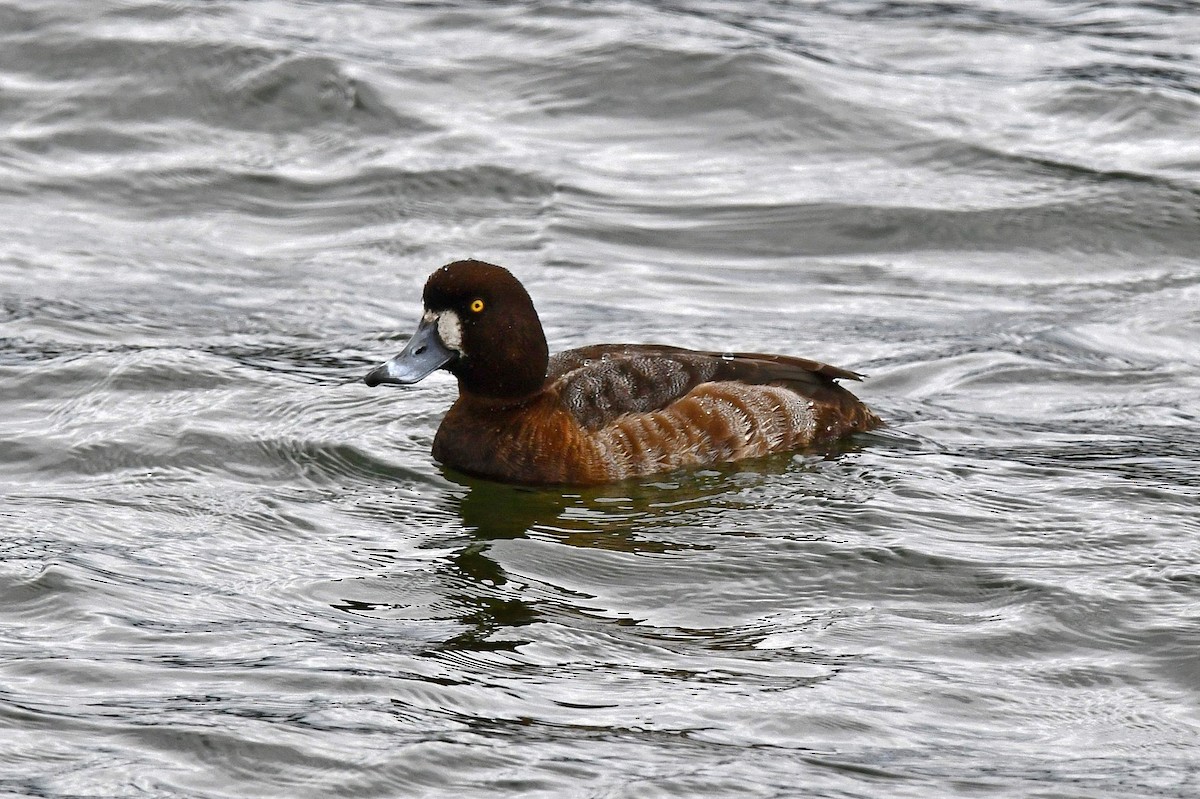 Greater Scaup - ML616775828