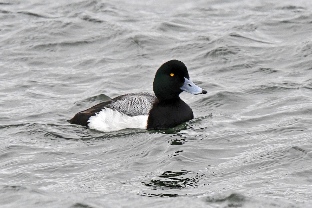 Greater Scaup - ML616775829