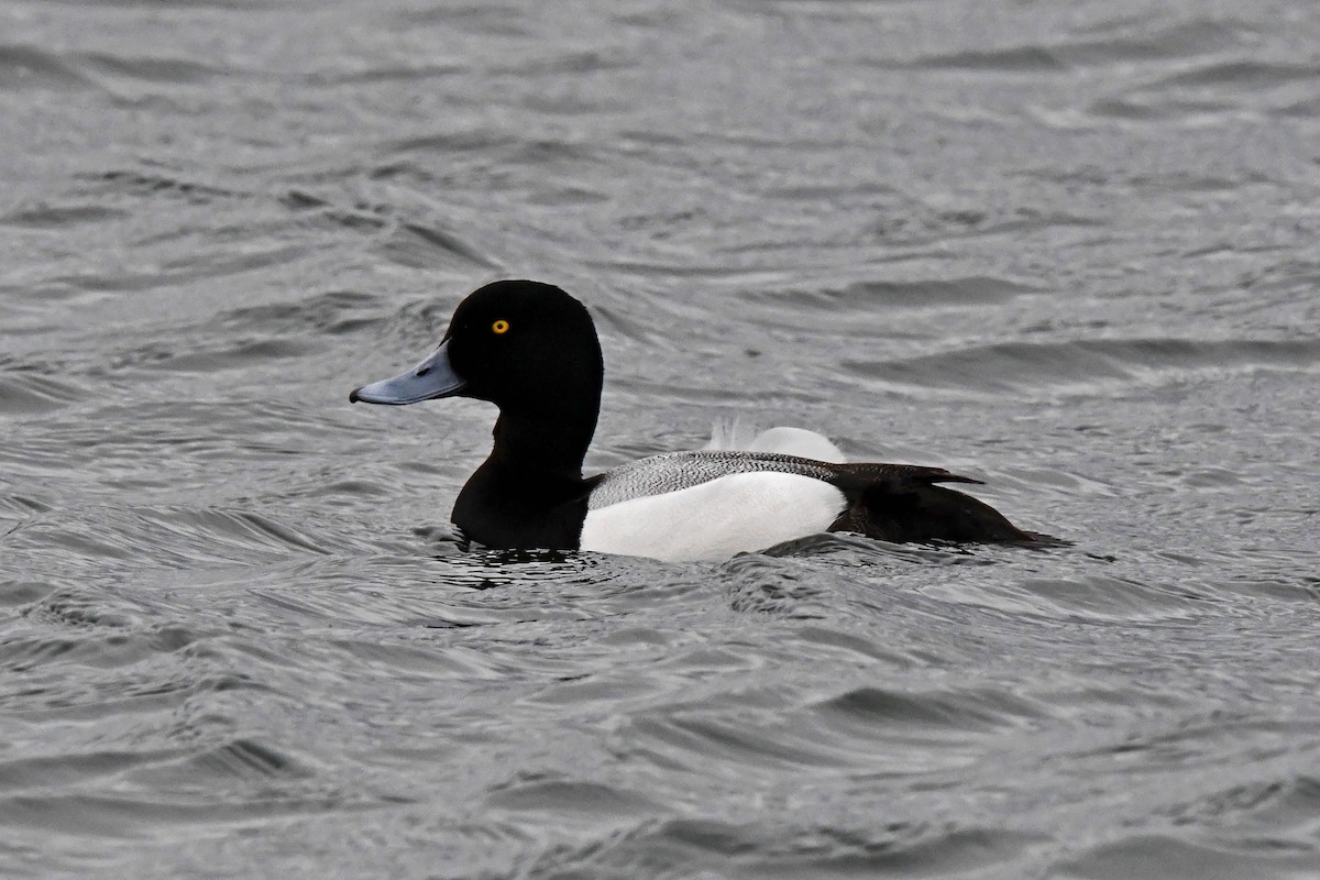 Greater Scaup - ML616775830