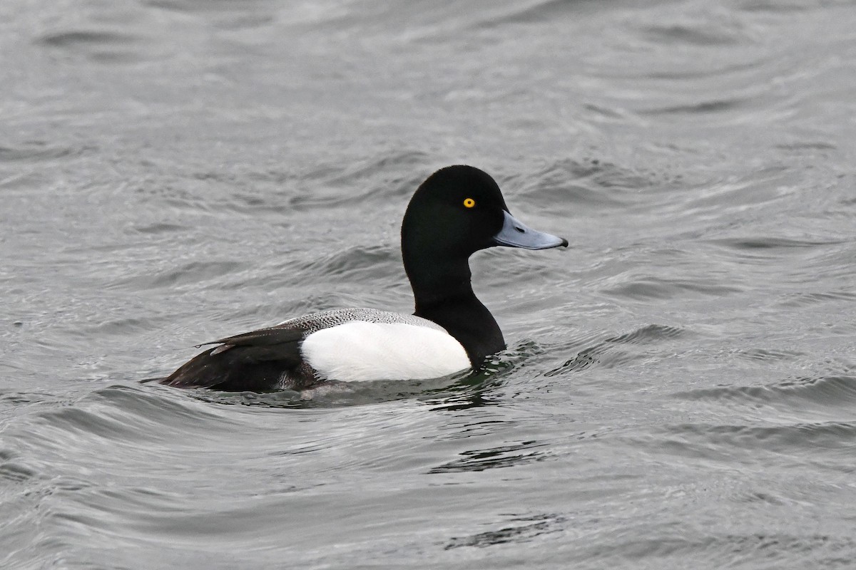 Greater Scaup - ML616775831