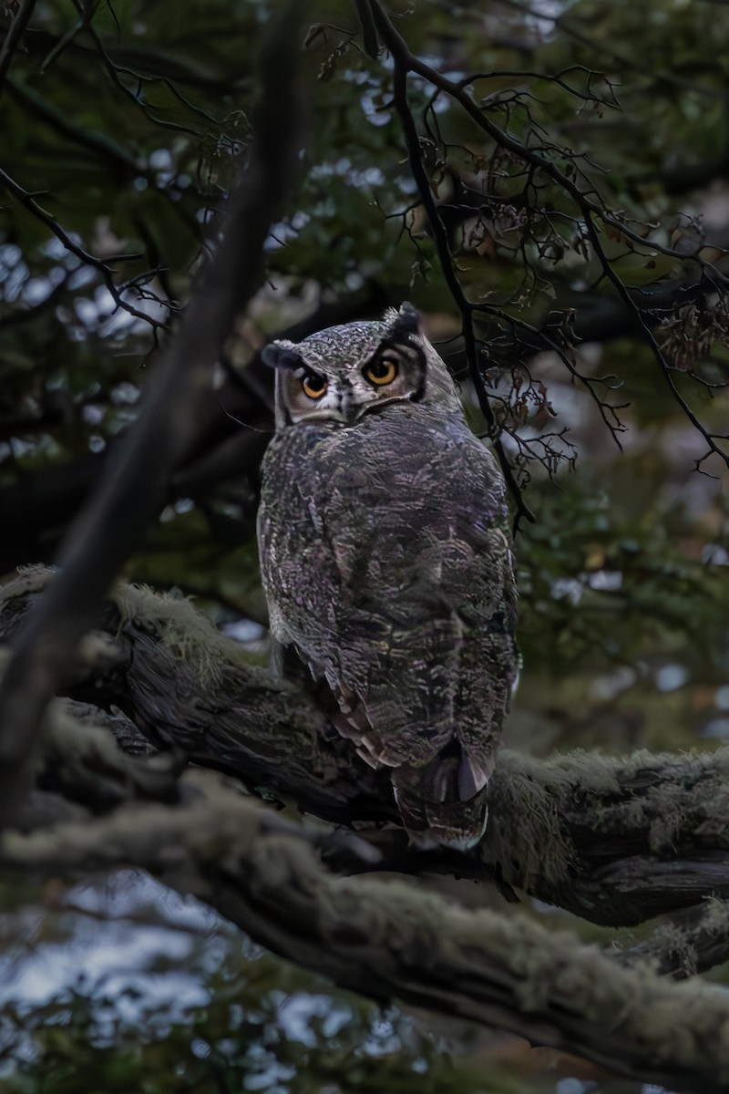 Lesser Horned Owl - ML616775897