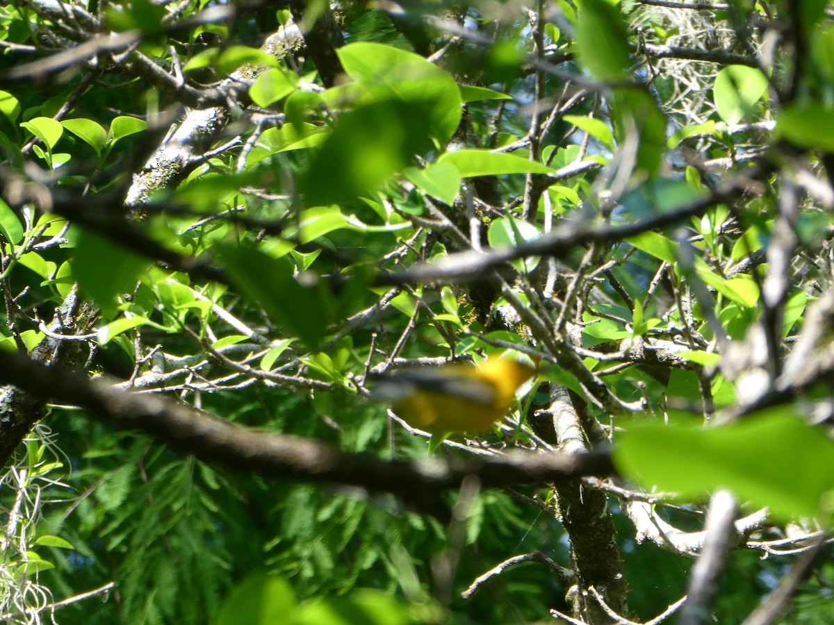 Prothonotary Warbler - ML616776006