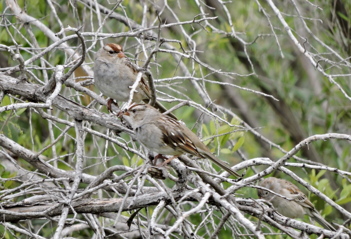 White-crowned Sparrow - ML616776023