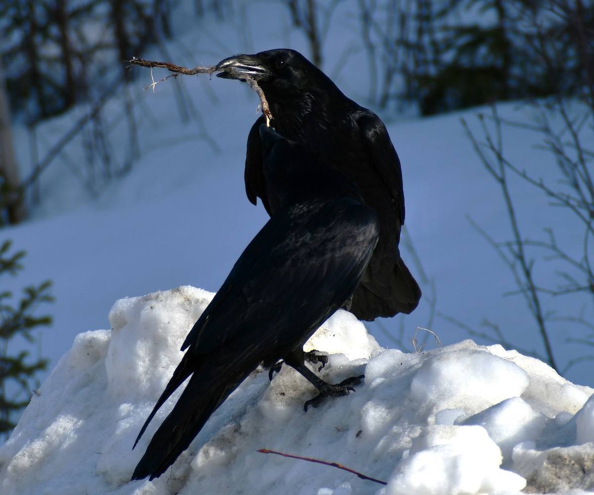 Common Raven - ML616776132