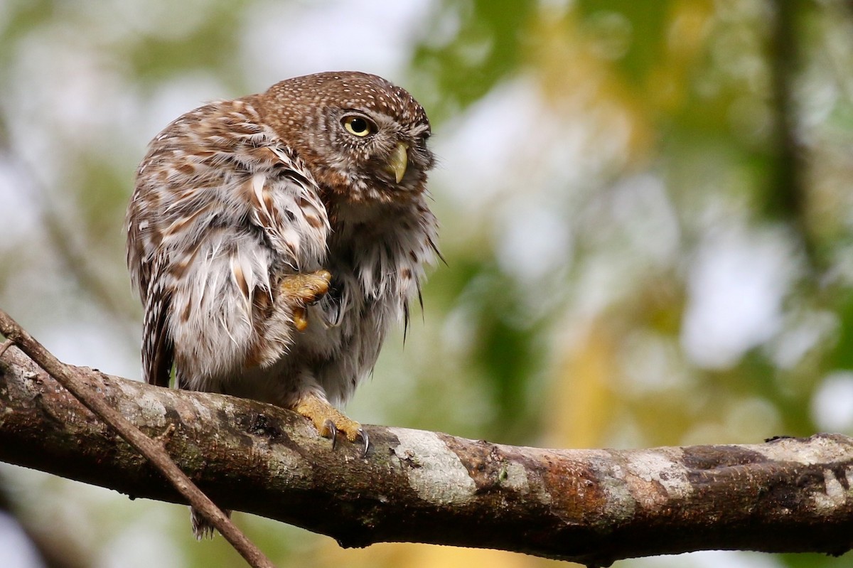 Cuban Pygmy-Owl - ML616776171