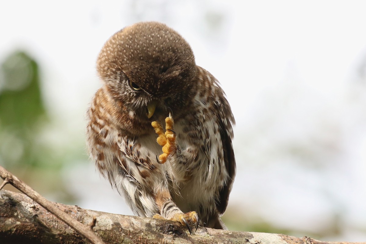 Cuban Pygmy-Owl - ML616776172