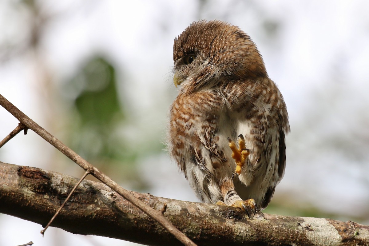 Cuban Pygmy-Owl - ML616776174