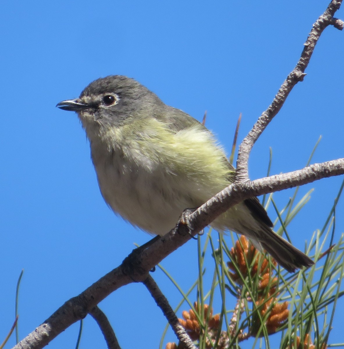 eBird Checklist - 1 Apr 2024 - My Yard - 19 species