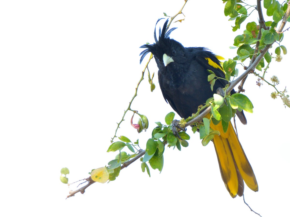 Yellow-winged Cacique - ML616776248