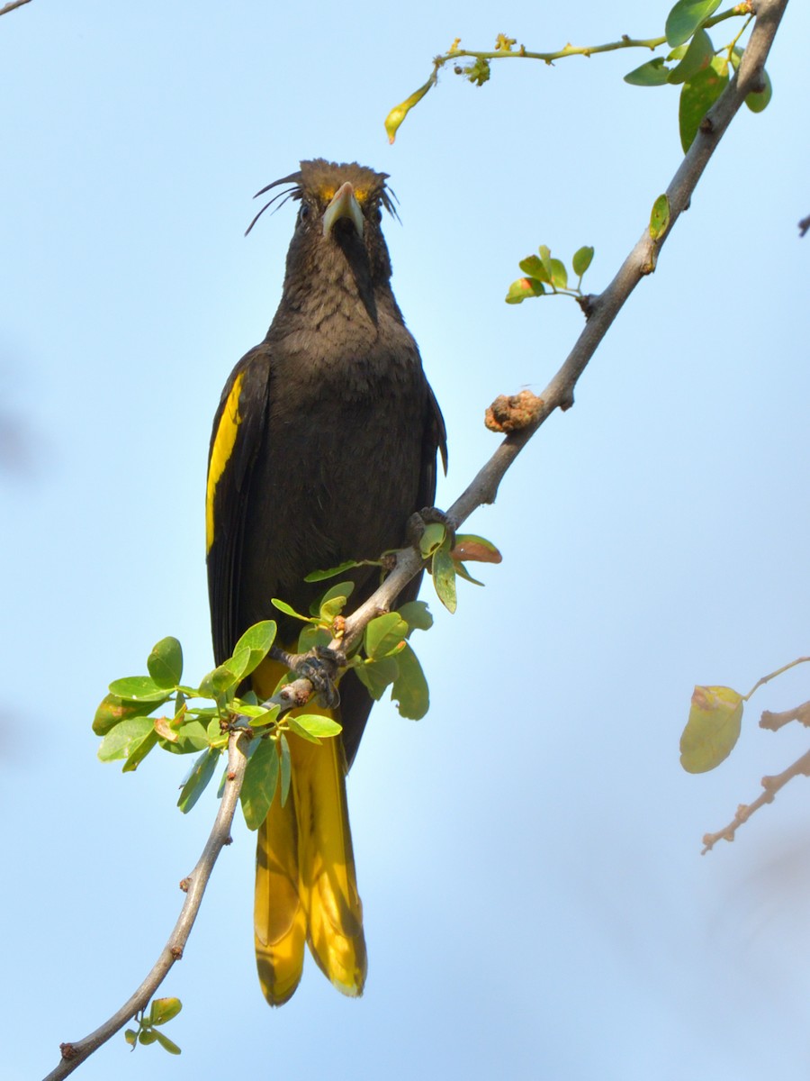 Yellow-winged Cacique - ML616776249
