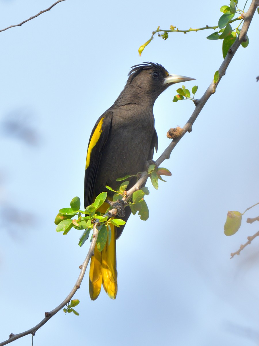 Yellow-winged Cacique - ML616776251