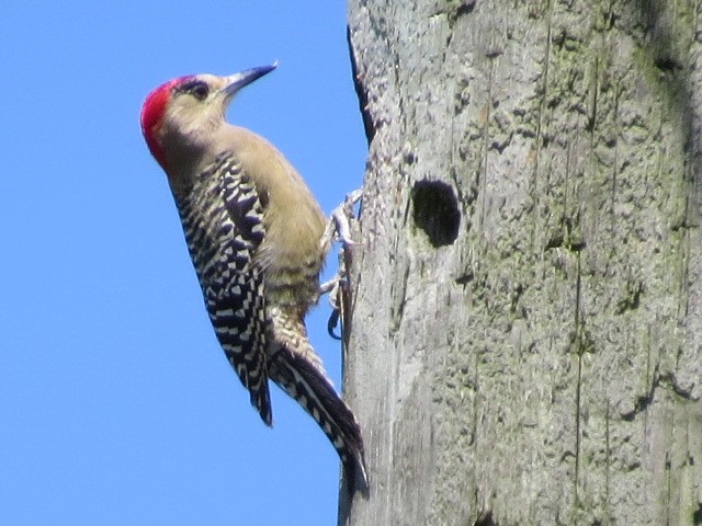 West Indian Woodpecker - ML616776391