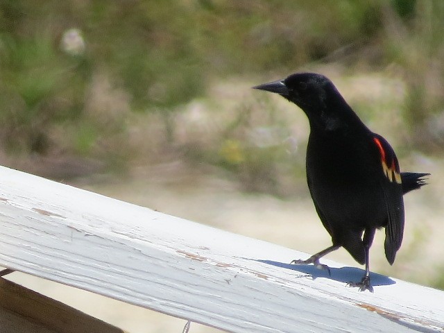 Red-winged Blackbird - Lillian Russell